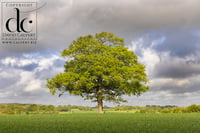 Oak Tree in Hertfordshire #10