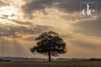 Oak Tree in Hertfordshire #9 - Quality Photographic Print 