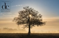 Oak Tree in Hertfordshire #6