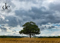 Oak Tree in Hertfordshire #2 