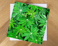 Lupin Leaves with Water Droplets Greeting Card. 