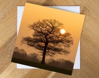 Oak Tree at Sunset Greeting Card.  Blank inside