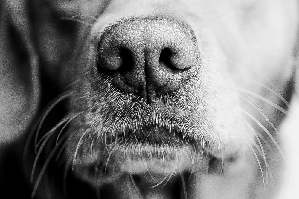 Image of Fur Baby Mini Sessions