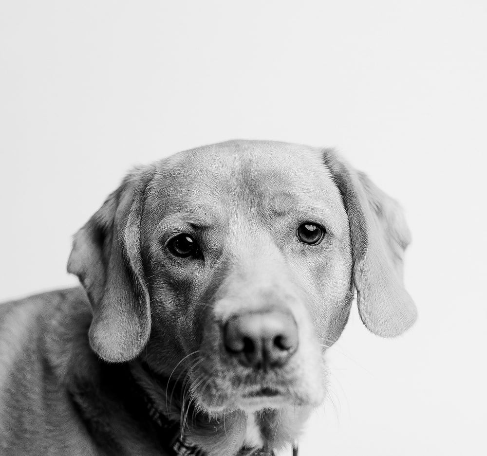 Image of Fur Baby Mini Sessions