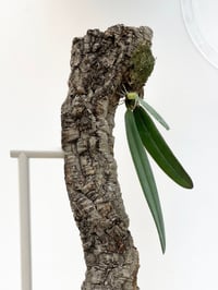 Image 1 of Bulbophyllum phalaenopsis (Big Stinky)