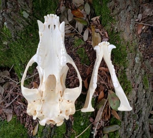 Image of Medium Bear Skull