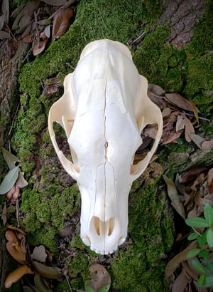 Image of Medium Bear Skull