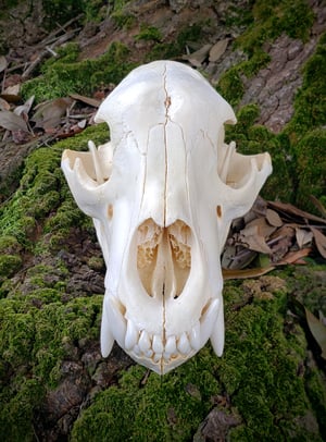 Image of Medium Bear Skull