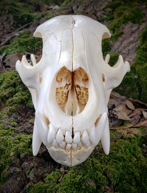 Image of Medium Bear Skull