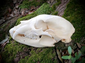 Image of Medium Bear Skull