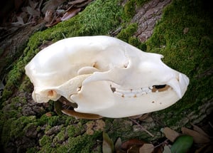 Image of Medium Bear Skull