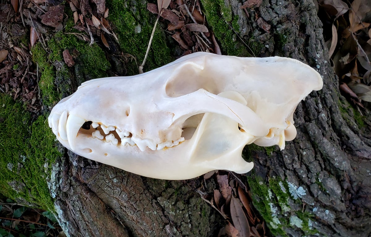 Image of Large Wolf Skull