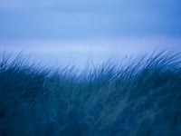 Sea Breeze