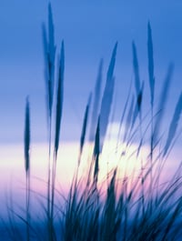 Ocean Breeze