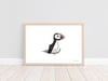 Puffin