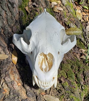 Image of Large Bear Skull