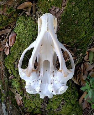 Image of Large Bear Skull