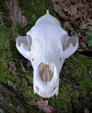 Image of Large Bear Skull