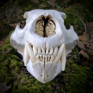 Image of Large Bear Skull