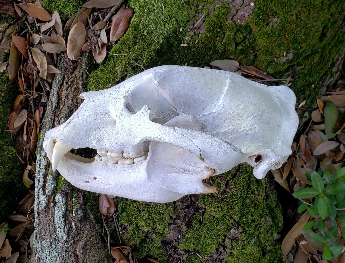 Image of Large Bear Skull