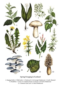 Spring Foraging A4 Print