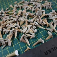 Image 1 of Shark Teeth - Assorted Sizes