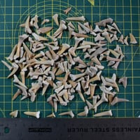 Image 5 of Shark Teeth - Assorted Sizes