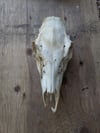 Doe skull 