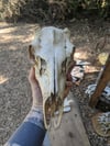 Black Tailed Buck skull