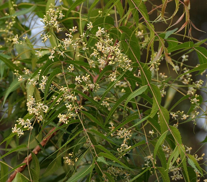 Image of Neem Natural Soap: 'traditional medicinal'