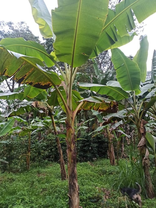 Image of La Soledad - Nicaragua | FILTRE