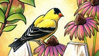 Image 1 of Golden Hour Finches Print