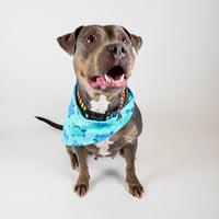 Image 3 of Sea Turtle Bandana