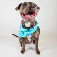 Image 1 of Sea Turtle Bandana