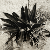 From Photo to Etching - Learn Photogravure (July)