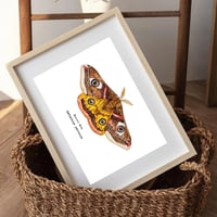 Image 2 of Emperor Moth Watercolor Illustration PRINT