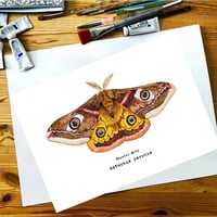 Image 3 of Emperor Moth Watercolor Illustration PRINT