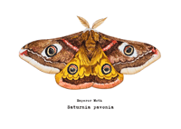 Image 4 of Emperor Moth Watercolor Illustration PRINT