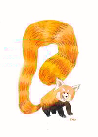Image 1 of Red Panda 5x7