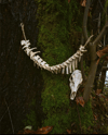 Vertebrae Garland  (single spine)