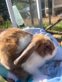 Holland lop “Scooby”