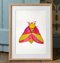 Image 4 of Rosy Maple Moth PRINT copy