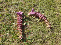 Image 2 of Baby Crystal Dragons
