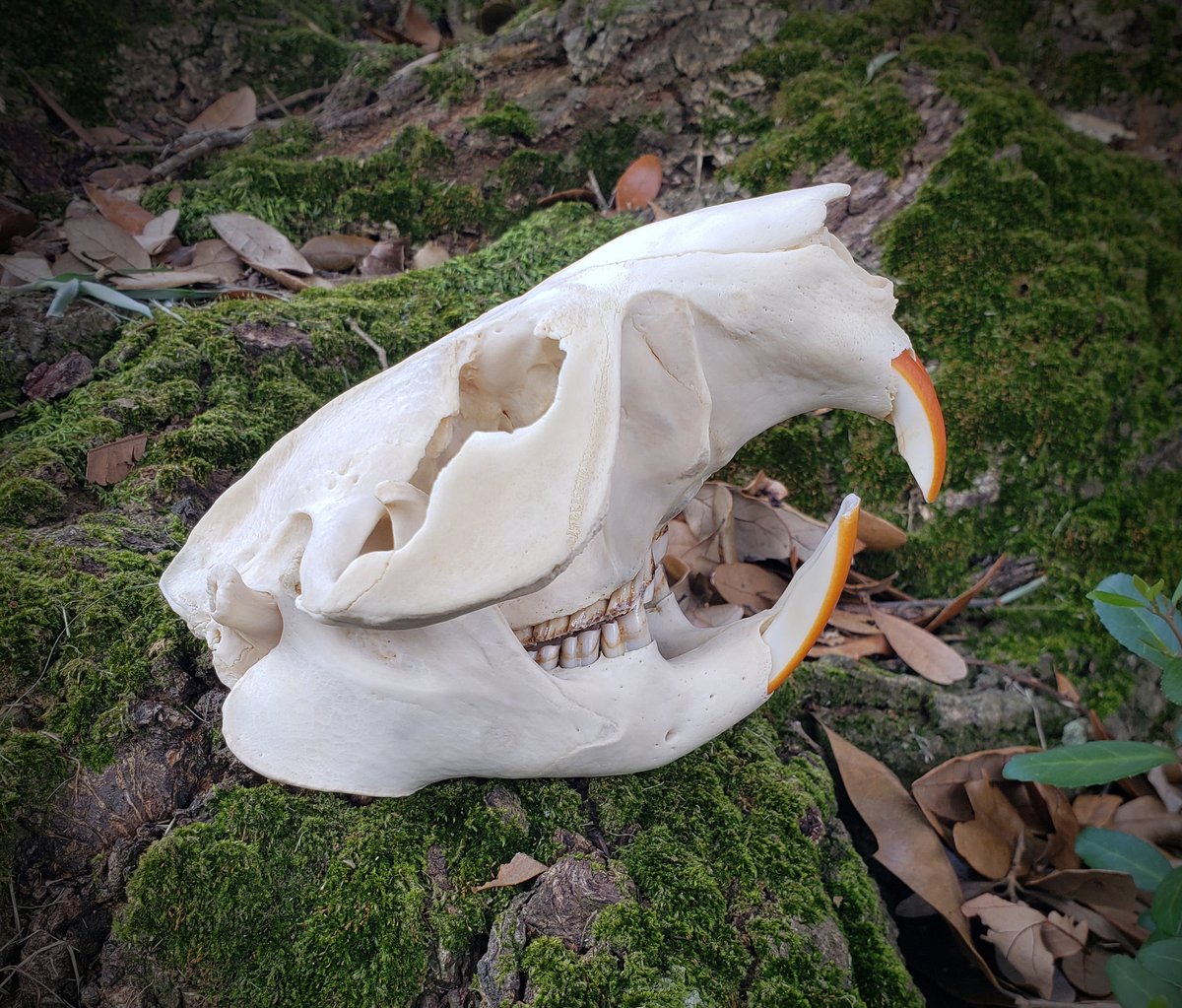 Image of Beaver Skull