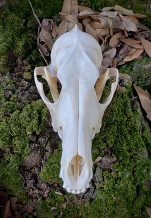 Image of Coyote Skull