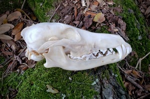 Image of Coyote Skull