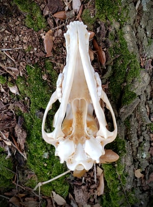 Image of Coyote Skull