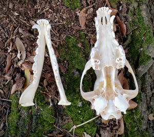 Image of Coyote Skull