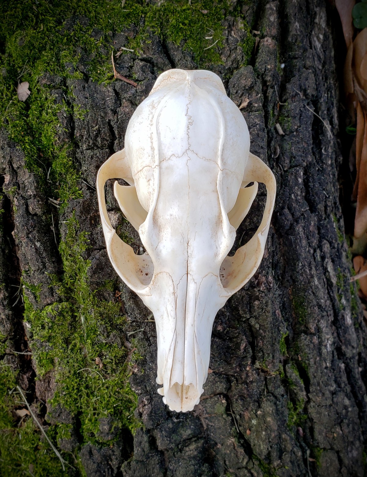 Image of Grey Fox Skull