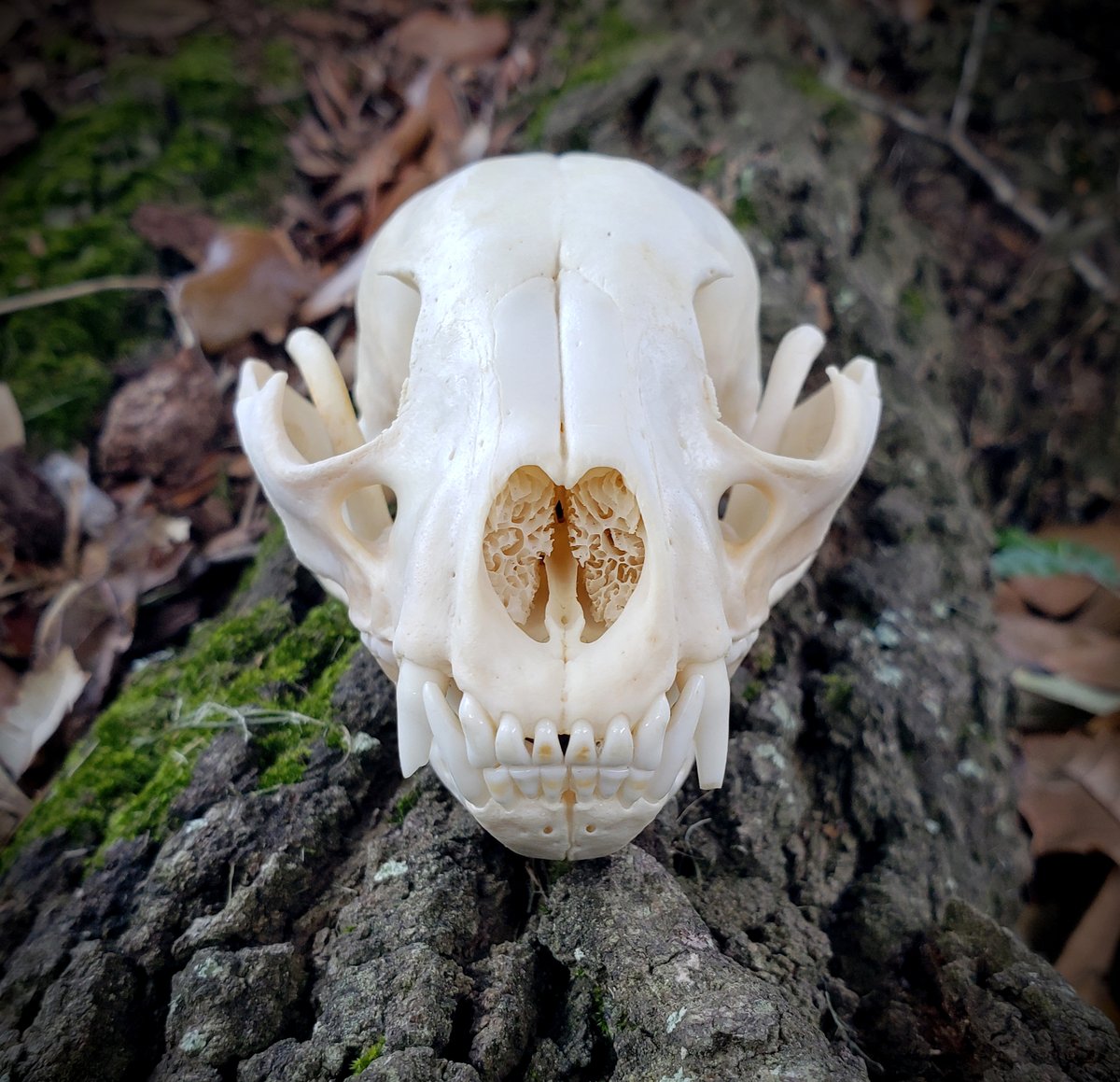 Image of Raccoon Skull